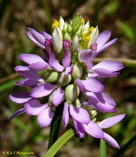 {Polygala curtissii}